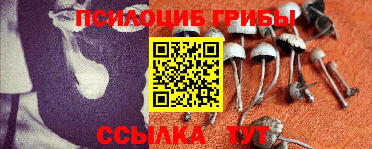 Псилоцибиновые грибы Cubensis Электрогорск